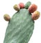 Prickly pear or opuntia plant close -up