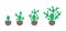 Prickly pear potted plant phases set. The life cycle of home cactus. Opuntia growth stages. Ripening growing period in a pot.