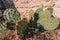Prickly pear wild opuncia cactus growing in a rocky hill. old cactus tree. Summer and spring themed stock photos. Desert cactus