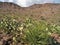 Prickly Pear and Yucca along Rockhound State Park Hiking Trail