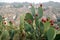 Prickly pears