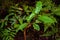 A prickly plant in the rainforest