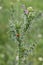 A prickly plant thistle with a ladybug on a pale blurred background outdoors in the wild in August.