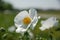 Prickly Poppy (Argemone albiflora)