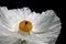 Prickly Poppy bloom