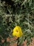 Prickly poppy flower in the India, Indian argemone Mexicana flower,  yellow color flower.