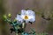 Prickly Poppy grows wild in Organ Mountains-Desert Peaks National Monument in New Mexico