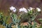 Prickly Poppy grows wild in Organ Mountains-Desert Peaks National Monument in New Mexico