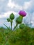 Prickly Profile of Bull Thistle Plant