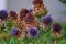 Prickly purple flowers with green leaves on a background of green grass