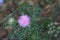 Prickly purple Thistle flower in field