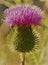 Prickly Purple Thistle Flower in the Summer Sun