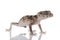 Prickly Rough Knob-tailed Gecko