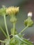 Prickly or Rough Sow-thistle