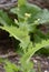 Prickly or Rough Sow-thistle