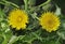 Prickly or Rough Sow-thistle