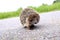 A prickly sad hedgehog crosses the road