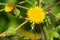 Prickly Sowthistle - Sonchus asper