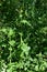 Prickly or Spiny Sowthistle - Sonchus asper,Norfolk, England, UK