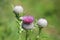 Prickly thistle flower on green meadow