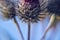 prickly thistle flower in the meadow close-up very sharp spikes attach