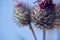 prickly thistle flower in the meadow close-up very sharp spikes attach