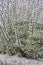 Prickly thrift, Acantholimon acerosum, flowering plan