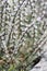 Prickly thrift, Acantholimon acerosum, pinkish white flowers