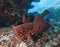 Prickly tube sponge on a sandy seabed