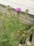 Prickly weed with purple flower sprouts