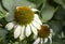 Prickly white Daisy Chamomolla
