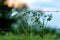 Prickly White Poppy Wildflowers in a Texas Pasture at Sunset with Fence