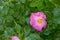 Prickly wild rose with black aphid insects feeding on pollen in a garden. Closeup of one pretty pink flowering plant