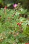 Prickly Wild Rose Rosa acicularis blossom rosehips