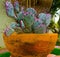 Pricky Pear Cactus in Terracotta Pot