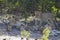 Pride of african lions resting in the shade