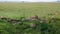 Pride of African wild lions lying and resting in shade of bushes to escape heat