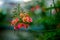 Pride of Barbados Caesalpinia Pulcherrima plant flowers, in Barbados
