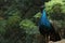 Pride beautiful significant peacock in the jungle