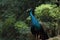 Pride beautiful significant peacock in the jungle