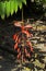 Pride of Burma flower, Amherstia nobilis