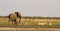 Pride of Lion cubs stand off with big bull elephant