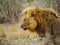 Pride lion walks by in Kruger Nationalpark