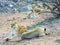 Pride of lionesses resting on the savanna. South Africa.