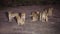 Pride of lions in the African savannah at night living the wildlife of the African savannah