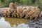 A pride of lions drinking water together side by side