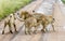 A pride of lions greeting their dominant male leader with submissive postures