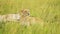 Pride of Lions in Long Savanna Grass, African Wildlife Safari Animal in Maasai Mara National Reserve