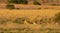 A pride of lions lying in the grass in the morning sun, Pilanesberg National Park, South Africa.