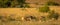 A pride of lions lying in the grass in the morning sun, Pilanesberg National Park, South Africa.